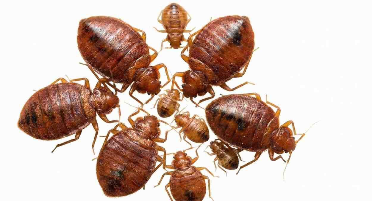 Bed Bugs
